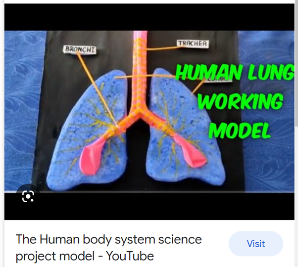 Year 8 Body Systems – Oakhill College PJ Walsh Library